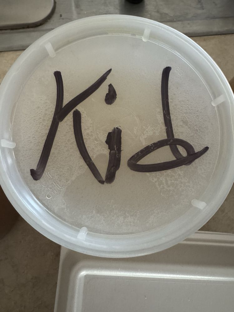 Kids Pho
