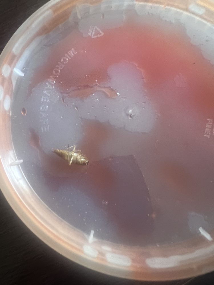 Sweet and Sour Chicken