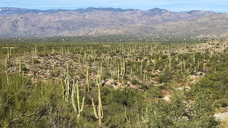 Saguaro National Park tại Tucson – rừng xương rồng khổng lồ đặc trưng của sa mạc Arizona, trải nghiệm văn hóa Native American dành cho du khách Việt.