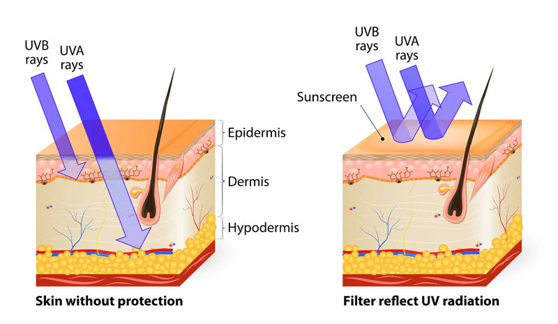 WearSPF_UV_Penetration.webp