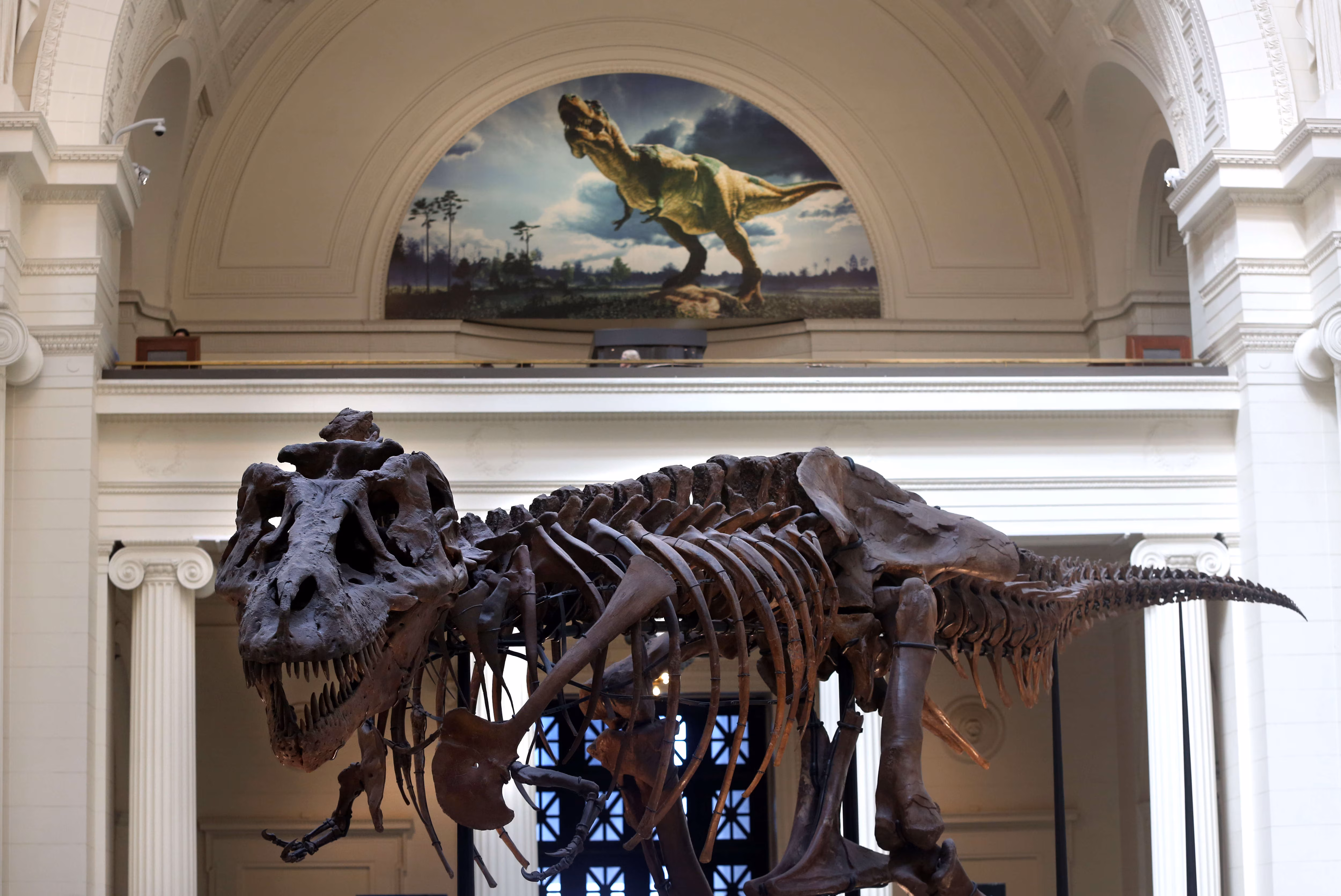 Bộ xương SUE – bộ xương T-rex hoàn chỉnh nhất thế giới tại Field Museum.
