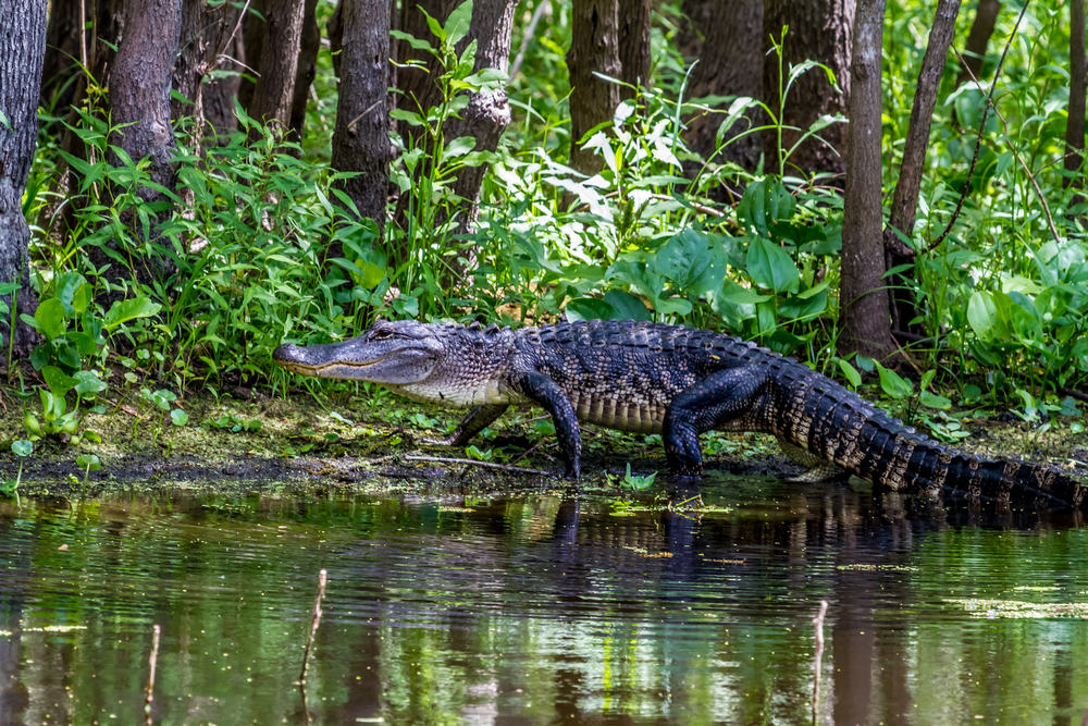 Cá sấu tại vùng đất ngập nước Florida