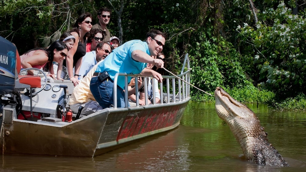 Tour đầm lầy bayou với cá sấu tại Louisiana