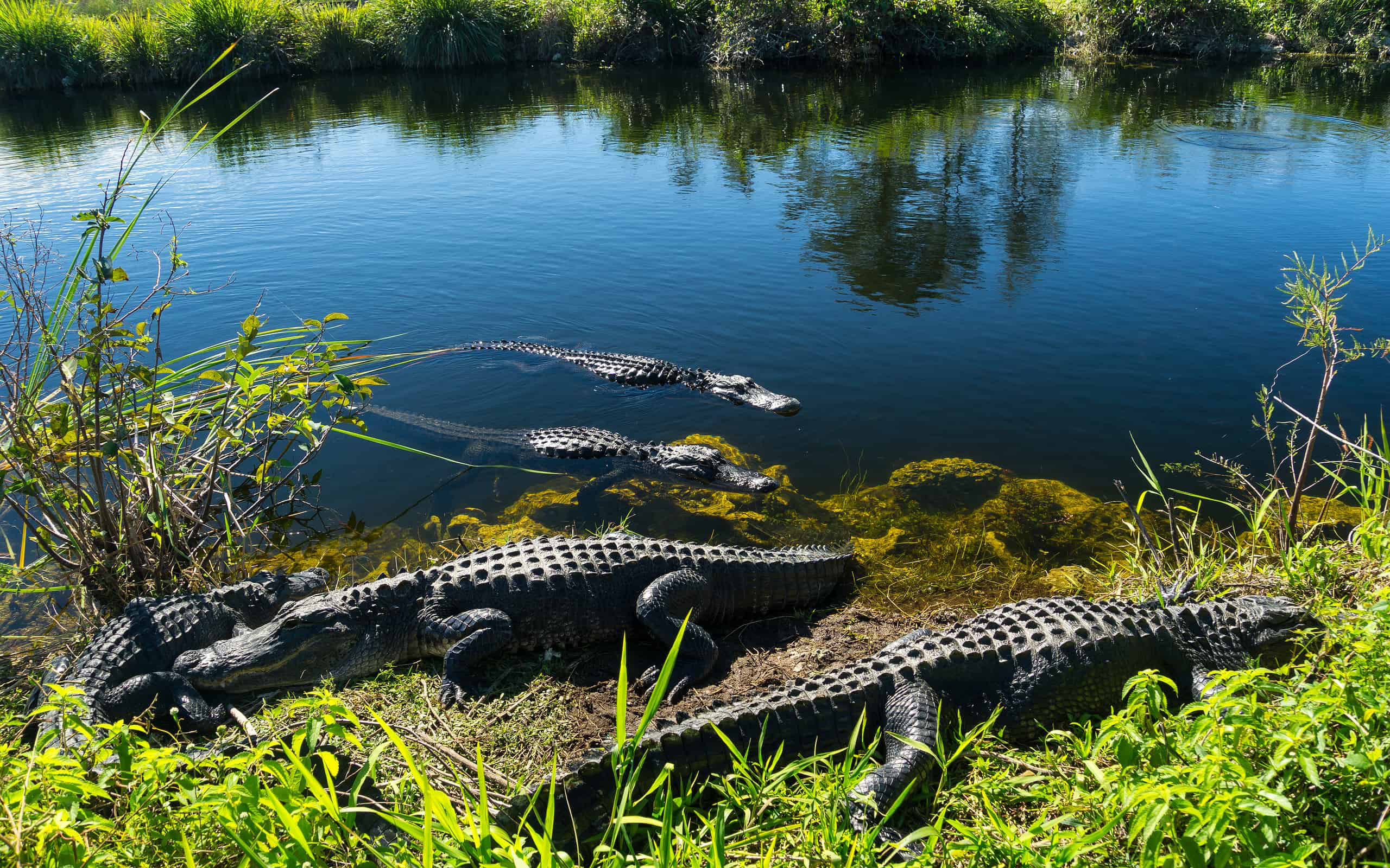 Cá sấu tại Everglades National Park