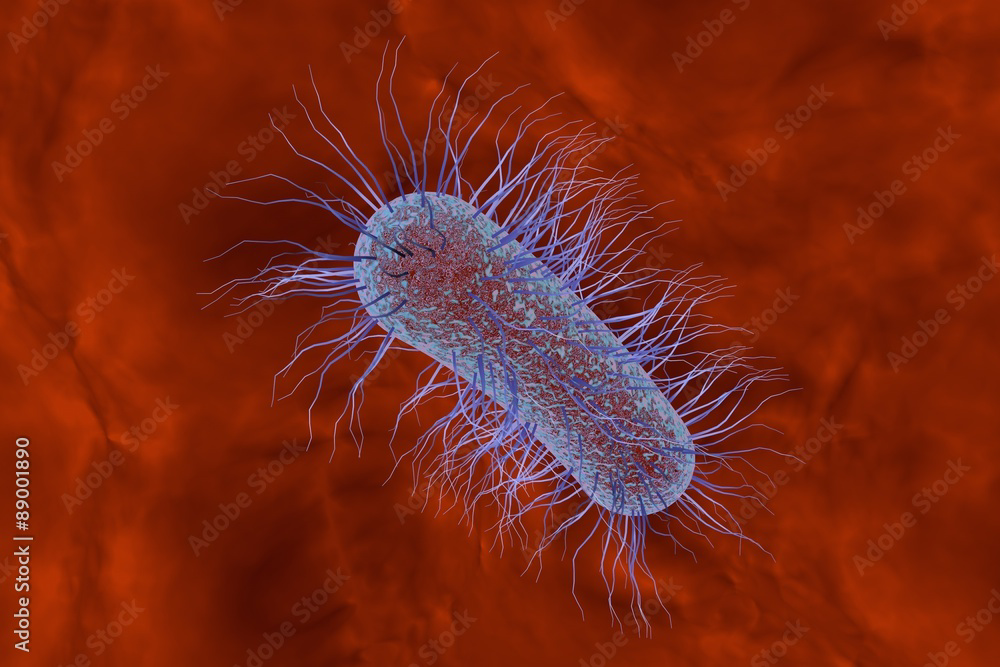 Hình minh họa vi khuẩn gây bệnh (E. coli / Salmonella). Nguồn: Adobe Stock