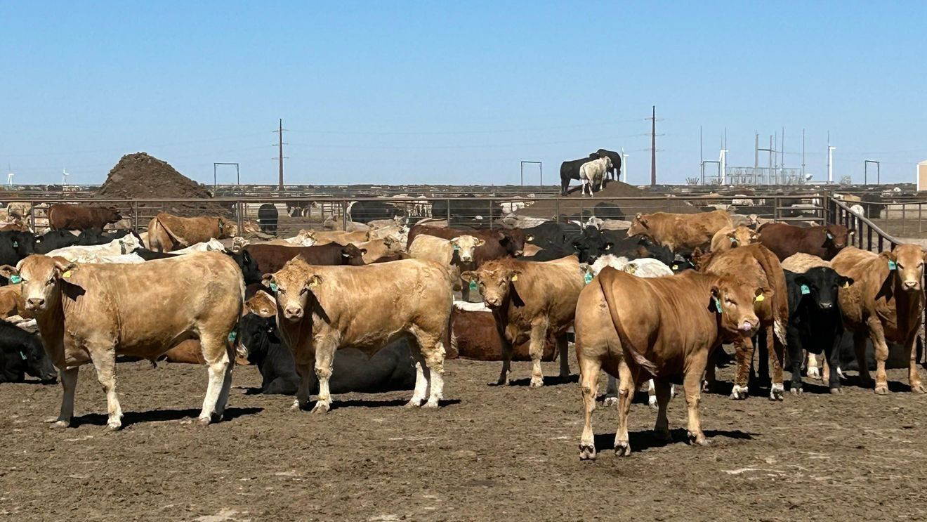 Bò tại feedlot ở Texas. Nguồn: ABC7 Amarillo / USDA context